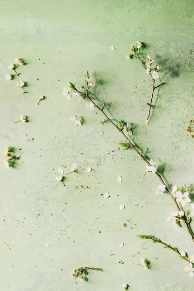 春白梨咲く緑のパステル調の背景で分岐します レディース日ホリデー グリーティング カード トーンのイメージ — ストック写真
