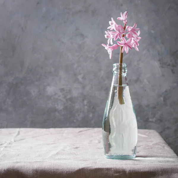 Spring Blooming Pink Hyacinth Blue Glass Bottle Standing Table Linen — Stock Photo, Image