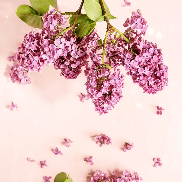 Primavera Púrpura Lila Ramas Florecientes Sobre Fondo Pastel Rosa Tarjeta —  Fotos de Stock