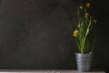 Nergis nergis çiçek metal kap ayakta keten masa örtüsü ile masada. Karanlık natürmort. Kopya alanı