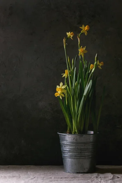 Nárcisz Nárcisz Virág Fém Állandó Asztali Lenvászon Terítő Sötét Csendélet — Stock Fotó