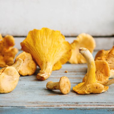 Çiğ çiğ Chanterelles mantar