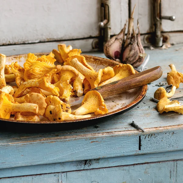 Cogumelos Chanterelles crus não cozidos — Fotografia de Stock