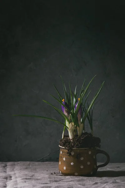 Flores de gotas de neve de flor — Fotografia de Stock