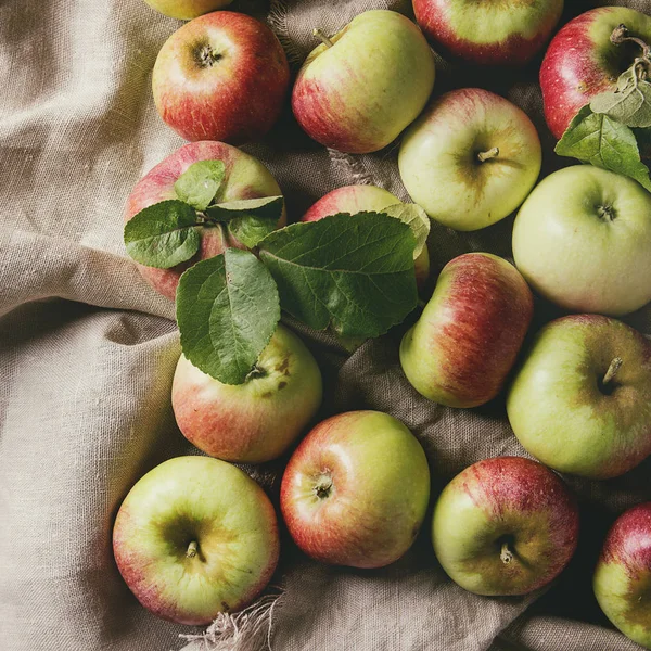 Ripe gardening apples — Stock Photo, Image