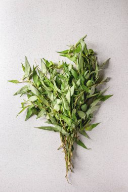 Vietnamca kekik yeşillik