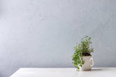 Mutfak Bahçe Yeşillikleri