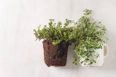 Mutfak Bahçe Yeşillikleri