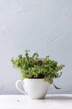 Mutfak Bahçe Yeşillikleri