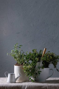 Mutfak Bahçe Yeşillikleri