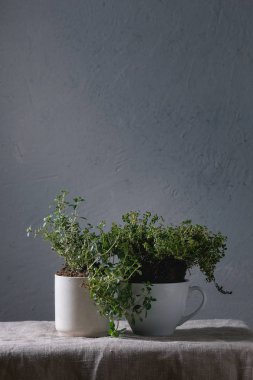 Mutfak Bahçe Yeşillikleri