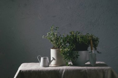 Mutfak Bahçe Yeşillikleri