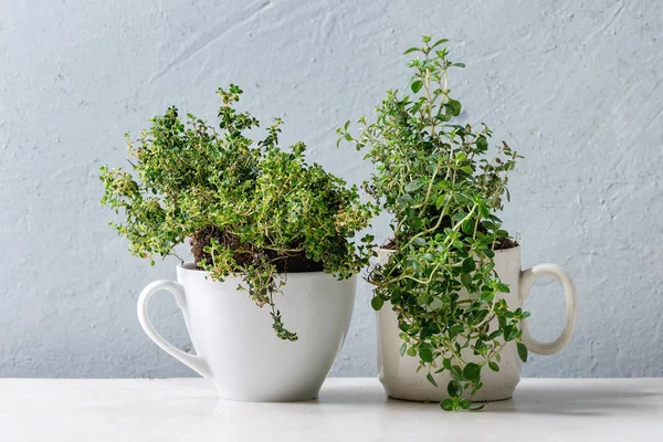 Mutfak Bahçe Yeşillikleri