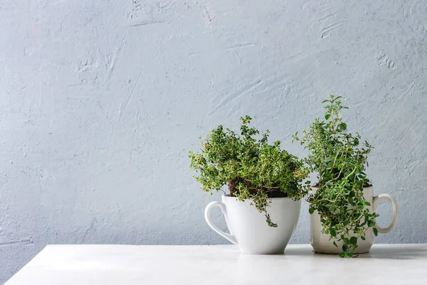 Kitchen gardening greens — Stock Photo, Image