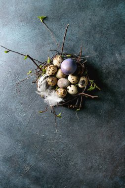 Bıldırcın yumurta yuvada