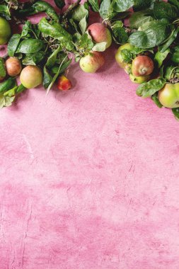 Yaprakları ile Bahçe elma