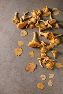 Orman Cantharellus cibarius mantar