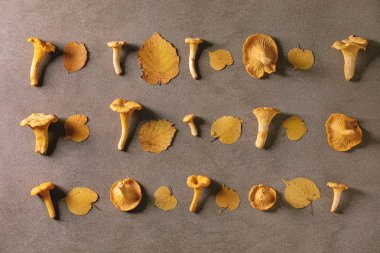 Orman Cantharellus cibarius mantar