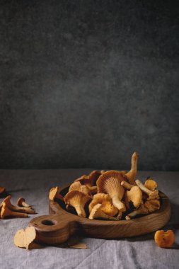 Orman Cantharellus cibarius mantar