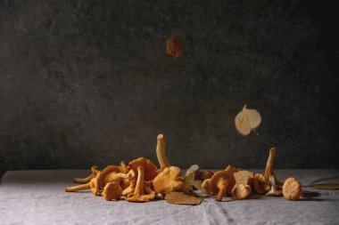 Orman Cantharellus cibarius mantar