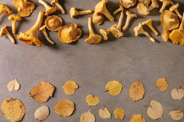 Cogumelos chanterelle florestais — Fotografia de Stock