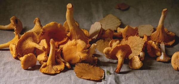 Forest Chanterelle paddestoelen — Stockfoto