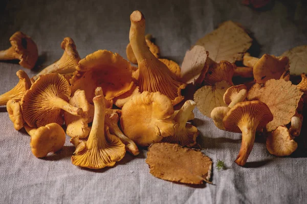 Cogumelos chanterelle florestais — Fotografia de Stock