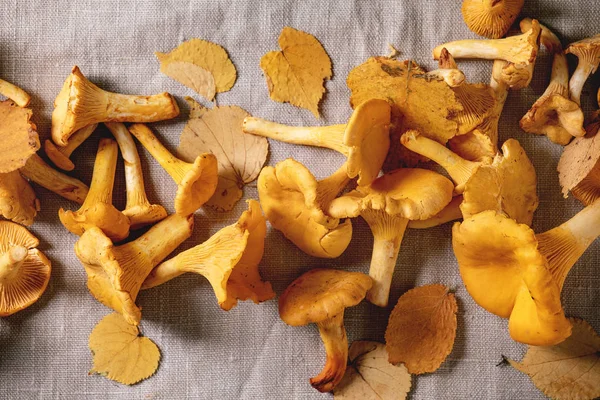 Forest chanterelle mushrooms — Stock Photo, Image