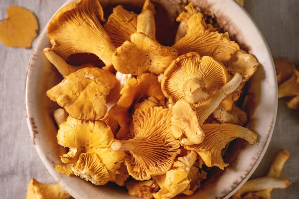 Funghi di finferli di bosco — Foto Stock