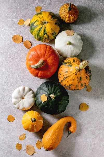 Verscheidenheid van kleurrijke pompoenen — Stockfoto