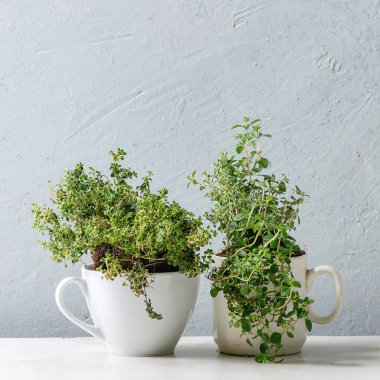 Mutfak Bahçe Yeşillikleri