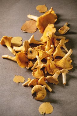 Orman Cantharellus cibarius mantar