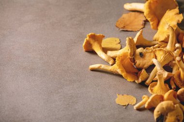 Orman Cantharellus cibarius mantar