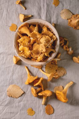 Orman Cantharellus cibarius mantar