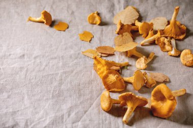 Orman Cantharellus cibarius mantar