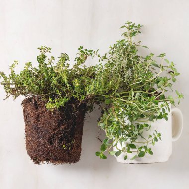 Mutfak Bahçe Yeşillikleri