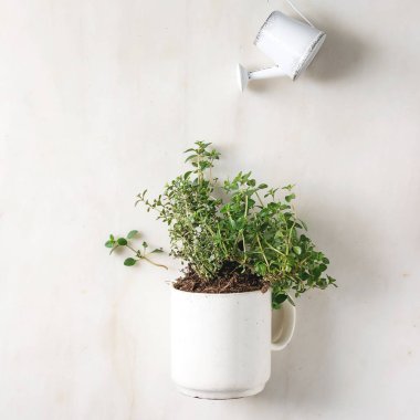 Mutfak Bahçe Yeşillikleri