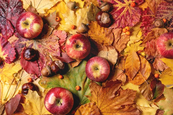 Vielfalt der Herbstblätter — Stockfoto