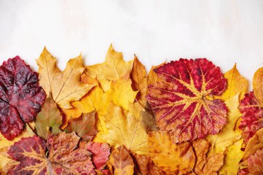 sonbahar yaprakları çeşitli