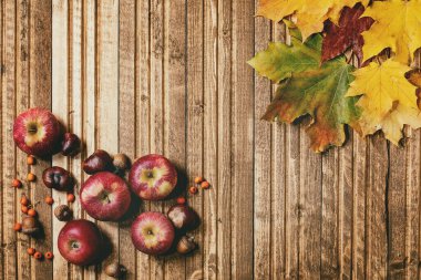 sonbahar yaprakları çeşitli