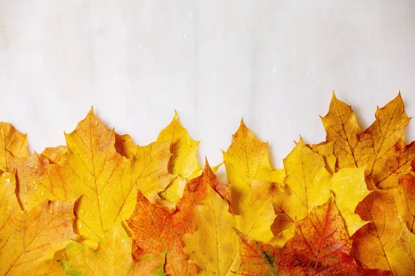 Gelbe Blätter des Herbst-Ahorns — Stockfoto