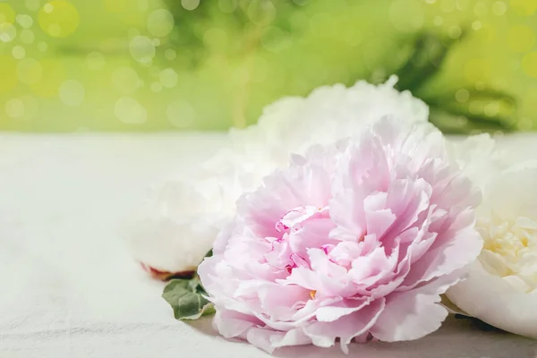 Flores Peônias Rosa Branca Com Folhas Sobre Fundo Têxtil Algodão — Fotografia de Stock