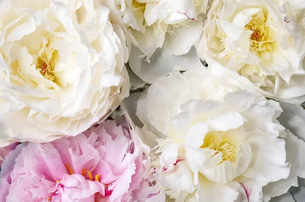 Rózsaszín Fehér Bazsarózsa Virágok Közelsége Lapos Fekvés Virágos Háttér — Stock Fotó