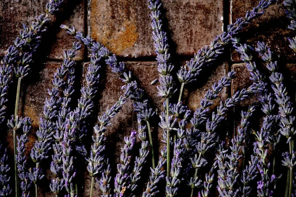 Fresh Dry Lavender Flowers Dark Brown Ceramic Tile Flat Lay — Stock Photo, Image