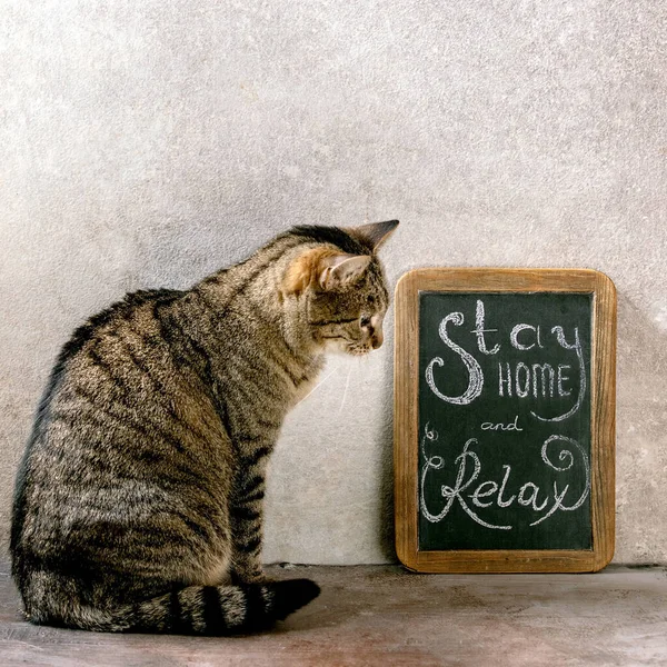 ( 영어 ) Cat stay home 개념 — 스톡 사진