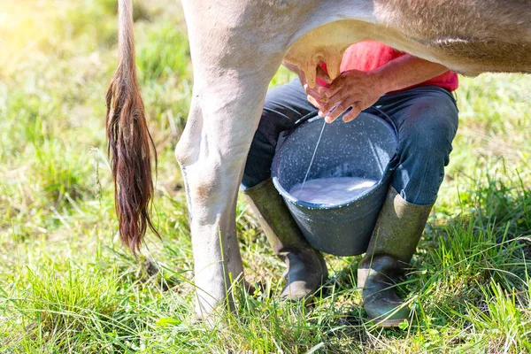 Ordenhar Uma Vaca Manualmente Vaca Alpina Raça Marrom Itália Norte — Fotografia de Stock