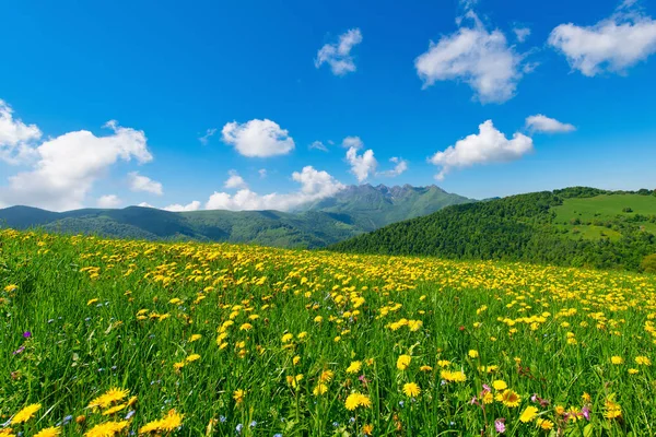 Prairie Fleurie Pissenlit Sur Les Alpes Italiennes Avec Mont Resegone — Stockfoto