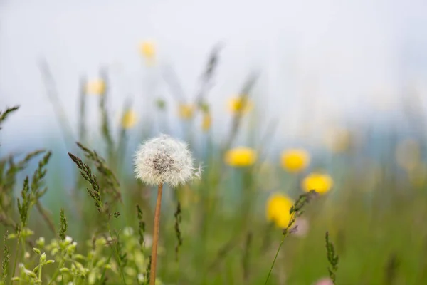 Flor Diente León Diente León Primavera Prado — Foto de Stock