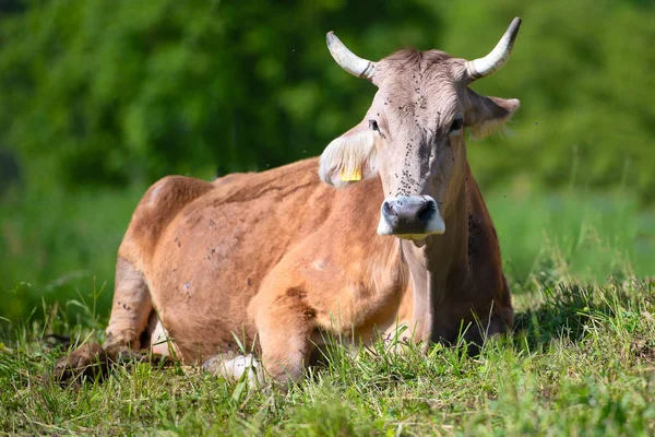 Vaca Com Chifres Grandes Descansando Prado — Fotografia de Stock