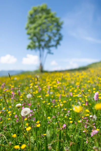 Bloemen Weide Lente Van Paardebloem Met Een Plant Achtergrond — Stockfoto